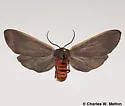 Euchaetes antica - Hodges#8242 - photo 2