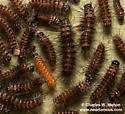 Euchaetes antica - Hodges#8242 - photo 3