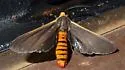 Euchaetes antica - Hodges#8242 - photo 4