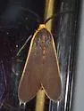 Euchaetes antica - Hodges#8242 - photo 5