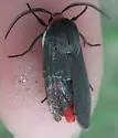 Euchaetes bolteri - Hodges#8241