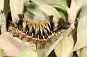 Euchaetes bolteri - Hodges#8241 - photo 5