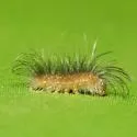 Elegant Tussock Moth - Hodges#8237