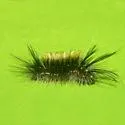 Elegant Tussock Moth - Hodges#8237 - photo 2