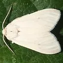 Elegant Tussock Moth - Hodges#8237 - photo 3