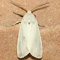 Elegant Tussock Moth - Hodges#8237 - photo 4