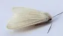 Elegant Tussock Moth - Hodges#8237 - photo 5