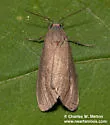 Euchaetes fusca - Hodges#8234