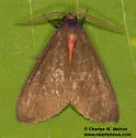 Euchaetes fusca - Hodges#8234 - photo 2