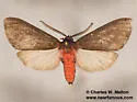 Euchaetes fusca - Hodges#8234 - photo 3