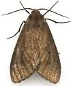 Euchaetes fusca - Hodges#8234 - photo 4