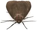 Euchaetes fusca - Hodges#8234 - photo 5