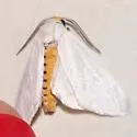 Euchaetes helena - Hodges#8235
