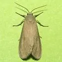 Euchaetes perlevis - Hodges#8233 - photo 2