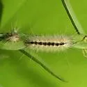 Euchaetes perlevis - Hodges#8233 - photo 3