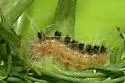 Euchaetes perlevis - Hodges#8233 - photo 4