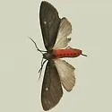 Euchaetes zella - Hodges#8232 - photo 2
