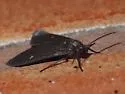 Euchaetes zella - Hodges#8232 - photo 3