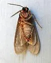 Euchaetes zella - Hodges#8232 - photo 5