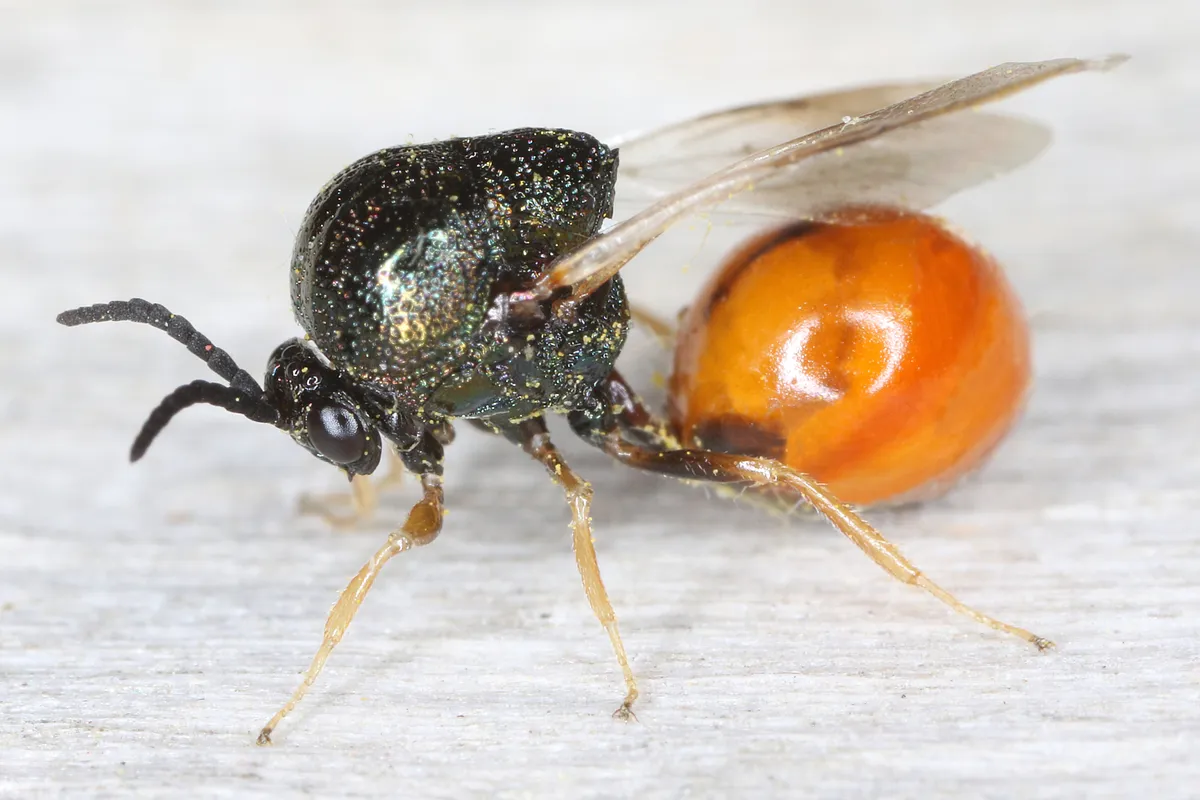 Eucharitidae - photo 3
