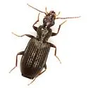 Eucheila boyeri - Eucheila boyeri