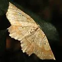 Euchlaena deplanaria - Hodges#6732
