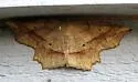 Euchlaena deplanaria - Hodges#6732 - photo 2