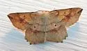 Euchlaena deplanaria - Hodges#6732 - photo 3