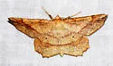 Euchlaena deplanaria - Hodges#6732 - photo 4