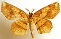 Euchlaena deplanaria - Hodges#6732 - photo 5