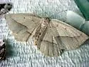 Least-marked Euchlaena - Hodges#6739