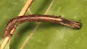Least-marked Euchlaena - Hodges#6739 - photo 2