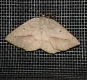 Least-marked Euchlaena - Hodges#6739 - photo 3