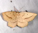 Least-marked Euchlaena - Hodges#6739 - photo 4