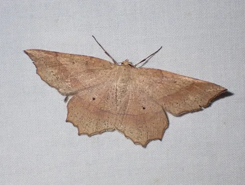 Ochre Euchlaena - Hodges#6734 - Euchlaena marginaria