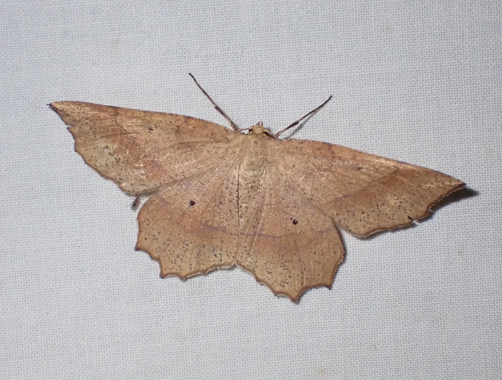 Ochre Euchlaena - Hodges#6734 - photo 2