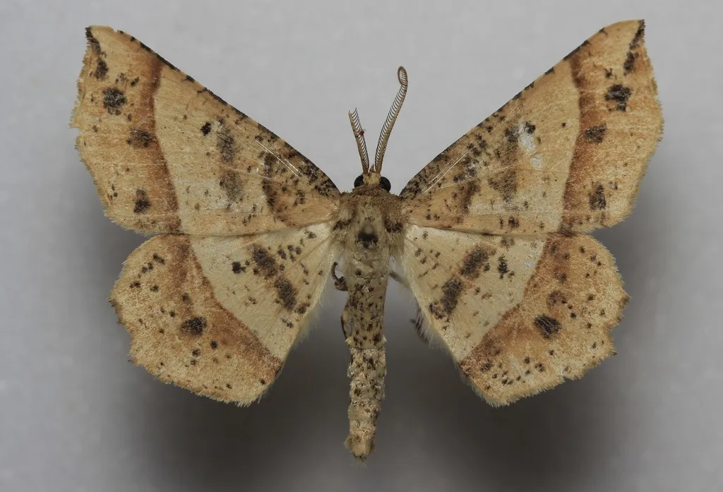 Mottled Euchlaena - Hodges#6737 - photo 2