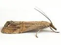 Euchromius californicalis - Hodges#5455