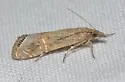 Euchromius californicalis - Hodges#5455 - photo 3