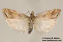 Euchromius californicalis - Hodges#5455 - photo 4