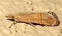 Euchromius californicalis - Hodges#5455 - photo 5