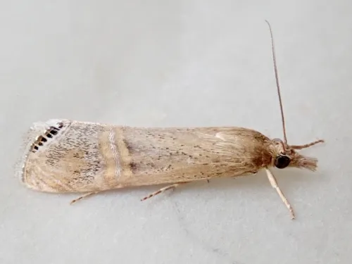 Euchromius ocellea - photo 2