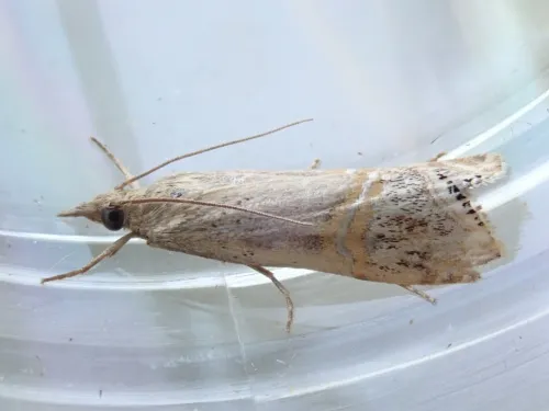 Euchromius ocellea - photo 3