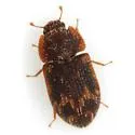 Eucicones marginalis