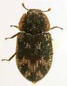 Eucicones marginalis - photo 2