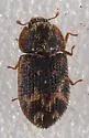 Eucicones marginalis - photo 5