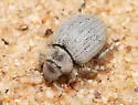 Eucilinus aridus - photo 2