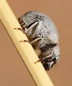 Eucilinus aridus - photo 3