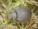 Eucilinus aridus - photo 4