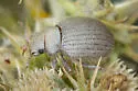 Eucilinus aridus - photo 5
